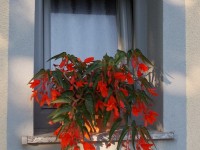 APARTMAJI TURIST-DOMAČIJA LOJTRNIK d.o.o.-SENOŽEČE-POISCI ME