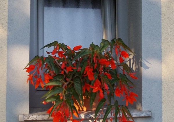 APARTMAJI TURIST-DOMAČIJA LOJTRNIK d.o.o.-SENOŽEČE-POISCI ME