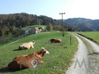 TURISTIČNA KMETIJA LJUBICA, Poljane nad Škofjo Loko