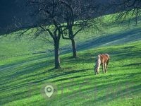 TURISTIČNA KMETIJA LJUBICA, Poljane nad Škofjo Loko