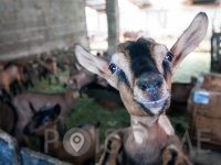 Kozjereja in sirarstvo, ŽERJAL MATJAŽ - KMETIJA ŽERJAL