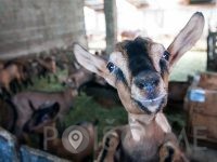 Kozjereja in sirarstvo, ŽERJAL MATJAŽ - KMETIJA ŽERJAL