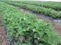 Pridelava in prodaja sadja, vinogradništvo - Darsad d.o.o.-POISCI ME