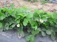 Pridelava in prodaja sadja, vinogradništvo - Darsad d.o.o.-POISCI ME