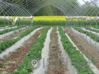 Pridelava in prodaja sadja, vinogradništvo - Darsad d.o.o.-POISCI ME