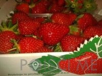 Pridelava in prodaja sadja, vinogradništvo - Darsad d.o.o.-POISCI ME