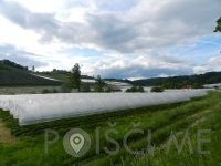 Pridelava in prodaja sadja, vinogradništvo - Darsad d.o.o.-POISCI ME
