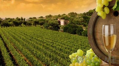 TURISTIČNA KMETIJA NA HRIBU PETRA PILIH ŽORŽ S.P.-Vipava-POISCI ME