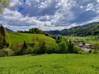Apartmaji Hribar-Srednja vas-narava-krave