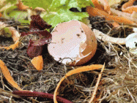ČISTILNI SERVIS, EKSTREM ČISTO D.O.O.-Hrastnik-POISCI ME