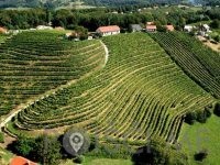 Vinogradništvo Cvitanič - Zamušani 95 Gorišnica Slovenija