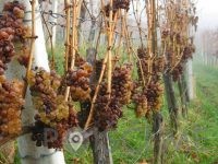 Vinogradništvo Cvitanič - Zamušani 95 Gorišnica Slovenija