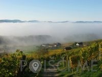 Vinogradništvo Cvitanič - Zamušani 95 Gorišnica Slovenija