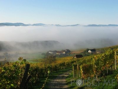Vinogradništvo Cvitanič - Zamušani 95 Gorišnica Slovenija