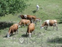 EKOLOŠKA KMETIJA POTOČNIK POPRASK,ALEŠ POPRASK-Šmartno ob Paki