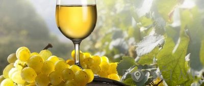 Vinogradništvo Cvitanič - Zamušani 95 Gorišnica Slovenija