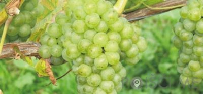 Vinogradništvo Cvitanič - Zamušani 95 Gorišnica Slovenija