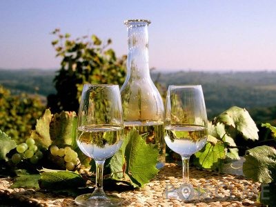 Vinogradništvo Cvitanič - Zamušani 95 Gorišnica Slovenija