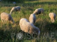 Kmetija Semprimožnik, Pavla Semprimožnik-Šmartno ob Paki