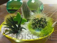 OPTIKA ALFA PLUS,Katja Breznik s.p.-Maribor-POISCI ME