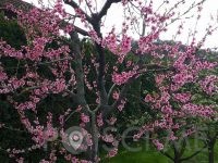 Vrtna pomočnica Tjaša Lipič s.p. Šentilj v slovenskih goricah