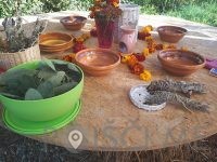 Vrtna pomočnica Tjaša Lipič s.p. Šentilj v slovenskih goricah