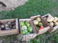 Vrtna pomočnica Tjaša Lipič s.p. Šentilj v slovenskih goricah