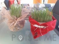 Vrtna pomočnica Tjaša Lipič s.p. Šentilj v slovenskih goricah