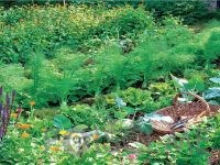 Vrtna pomočnica Tjaša Lipič s.p. Šentilj v slovenskih goricah