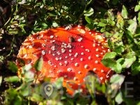 PLANINSKI DOM KOŠENJAK GUŠTANJ d.o.o. Dravograd