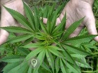 CBD kanabinoid TANJA DAGARIN S.P. Ljubljana