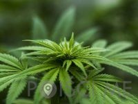 CBD kanabinoid TANJA DAGARIN S.P. Ljubljana