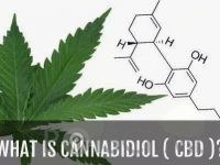 CBD kanabinoid TANJA DAGARIN S.P. Ljubljana
