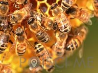 HONEYLAND, Emina Begović, s.p. BLED