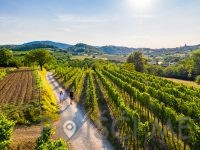 POSESTVO ROUNA Vinska klet Vipavska dolina
