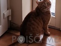 HIŠA DOBROT, prodaja hrane za male živali, Jožica RUBIN s.p., Ormož