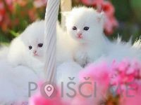 HIŠA DOBROT, prodaja hrane za male živali, Jožica RUBIN s.p., Ormož