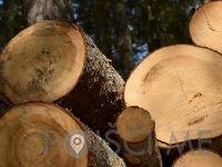 PREVOZ LESA Prevoz hlodov Ugoden prevoz lesa IZLAKAR RUDOLF S.P. Zagorje ob Savi