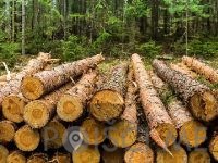 PREVOZ LESA Prevoz hlodov Ugoden prevoz lesa IZLAKAR RUDOLF S.P. Zagorje ob Savi