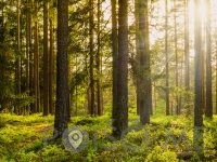 Gozdarske - storitve SEČNJA IN SPRAVILO LESA Uroš Točaj s.p., Mozirje
