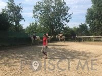 Šola jahanja Ljubljana, KONJENIŠKI KLUB CAVALLO