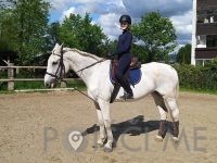 Šola jahanja Ljubljana, KONJENIŠKI KLUB CAVALLO