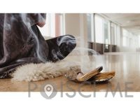 Palo Santo – Sveti les, MARIKS d.o.o.- Celje