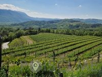 Guerila vina, posestvo Guerila Ajdovščina