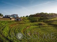 Guerila vina, posestvo Guerila Ajdovščina