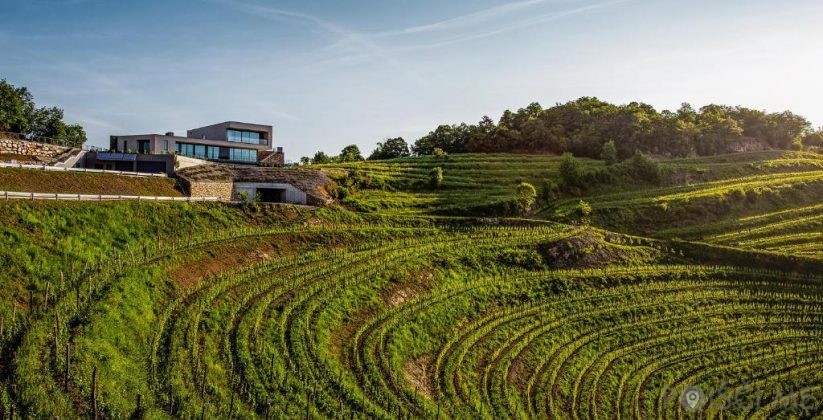 Guerila vina, posestvo Guerila Ajdovščina