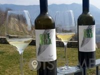 Guerila vina, posestvo Guerila Ajdovščina