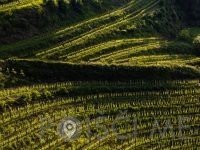 Guerila vina, posestvo Guerila Ajdovščina